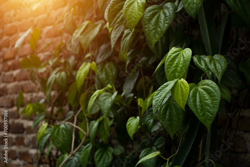 Tableau sur toile natural background of betel leaves