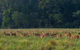 Herd of grazing Spotted Deer in Lush Green Grassland at Corbett National Park, Uttarakhand, India