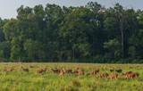 Herd of grazing Spotted Deer in Lush Green Grassland at Corbett National Park, Uttarakhand, India