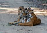 Royal Bengal Tiger with cub in Corbett Tiger Reserve, India 