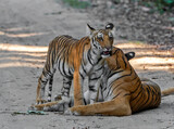 Royal Bengal Tiger with cubs in Corbett Tiger Reserve, Uttarakhand, India