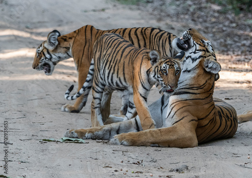Royal Bengal Tiger with cubs in Corbett Tiger Reserve  Uttarakhand  India