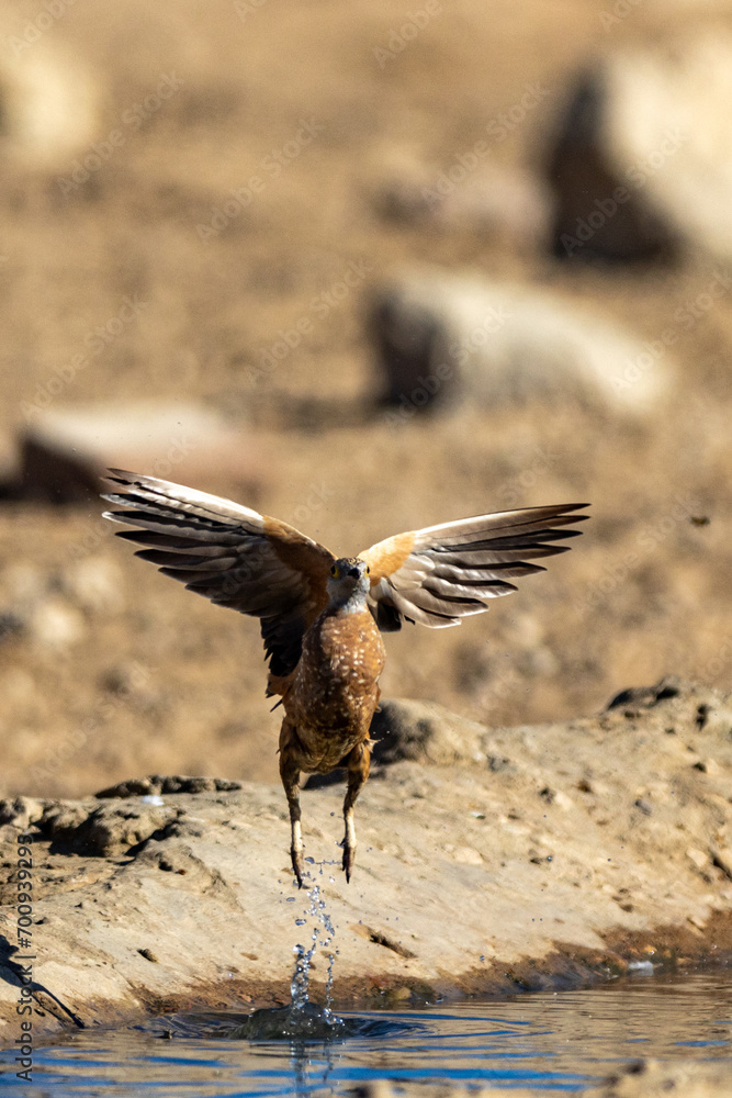 Obraz premium Burchell's sandgrouse (Gevlekte sandpatrys) (Pterocles burchelli) in flight at Kij Kij in the Kgalagadi Transfrontier Park in the Kalahari