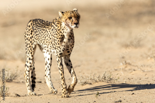 Cheetah in the Kgalagadi Transfrontier Park (Acinonyx jubatus) at Kij Kij in the Kalahari photo