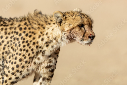 Cheetah in the Kgalagadi Transfrontier Park (Acinonyx jubatus) at Kij Kij in the Kalahari