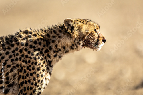 Cheetah in the Kgalagadi Transfrontier Park (Acinonyx jubatus) at Kij Kij in the Kalahari photo