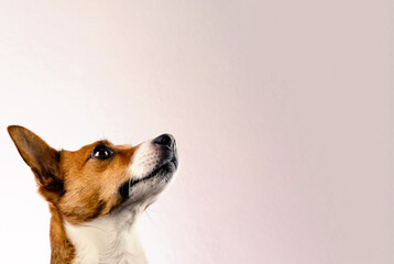 Portrait of a very alert Jack Russell Terrier on a bright studio background with space for text, dog food or pets care concept