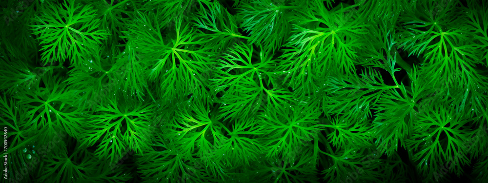 fresh green dill background. fresh green dill texture. top view fresh green dill background. fresh green dill texture. top view
