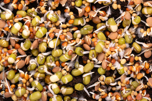 Mixed sprouts germinating on humus soil, closeup, from above. Sprouting mung beans, radish, lentils and yellow mustard, with small root hairs, often confused with mold. Macro food photo.