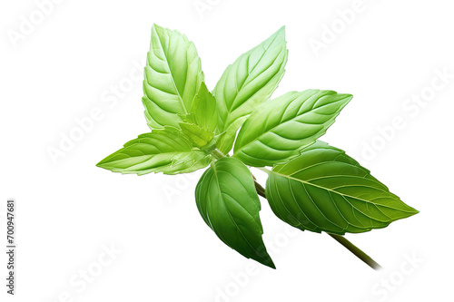Fresh basil leaves isolated on PNG Background. Generative Ai.