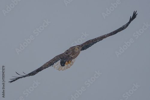 폭설 속 흰꼬리수리 white-tailed eagle