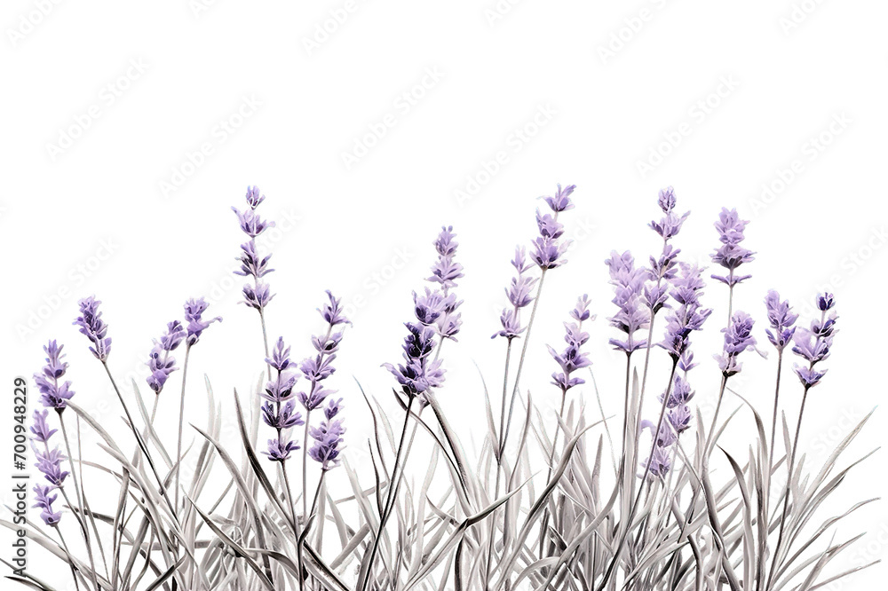 Obraz premium Purple lavender flowers isolated on PNG Background. Generative Ai.