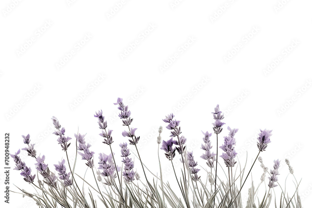 Naklejka premium Purple lavender flowers isolated on PNG Background. Generative Ai.