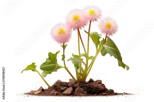 flower in soil  isolated on PNG Background. Generative Ai.