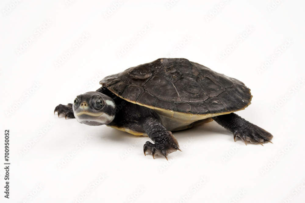 Breitrand-Spitzkopfschildkröte, Krefft´s Spitzkopfschildkröte // Krefft's turtle, Murray River turtle (Emydura macquarii krefftii / Emydura krefftii) Breitrand-Spitzkopfschildkröte, Krefft´s Spitzkopfschildkröte // Krefft's turtle, Murray River turtle (Emydura macquarii krefftii / Emydura krefftii)