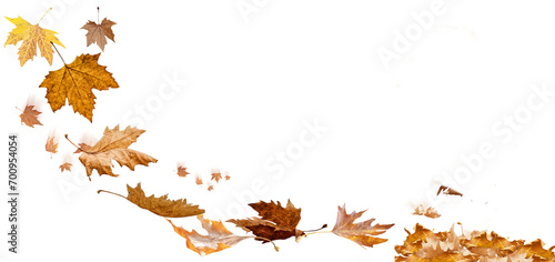leaf leaves isolated autumn winter season background