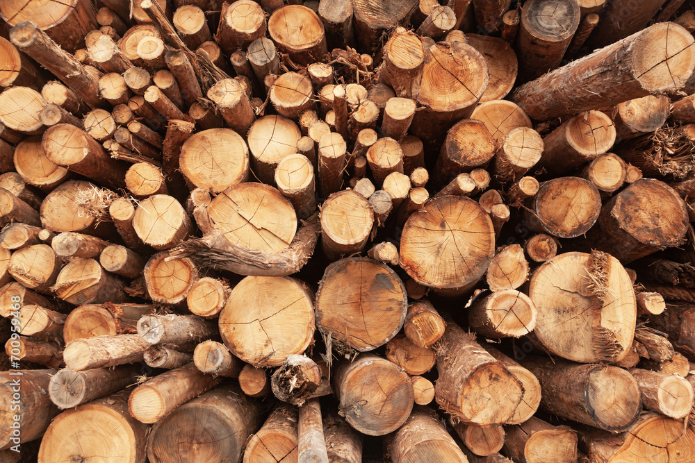 Harvested wooden logs for transportation. Harvested wooden logs for transportation.