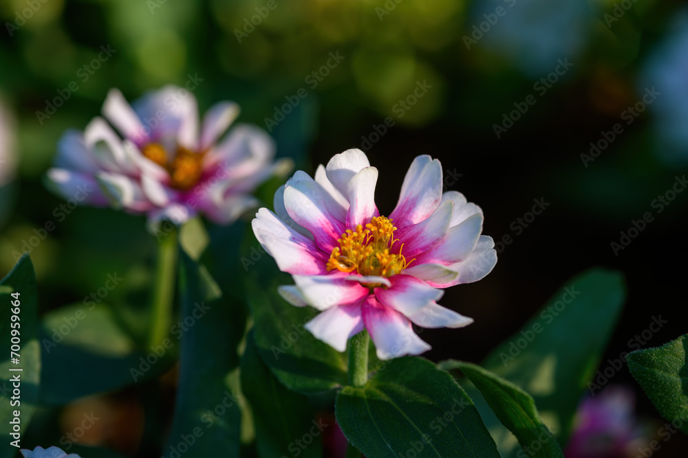 Closeup shot of a pink Zinnia flower growing in Garden. Closeup shot of a pink Zinnia flower growing in Garden.