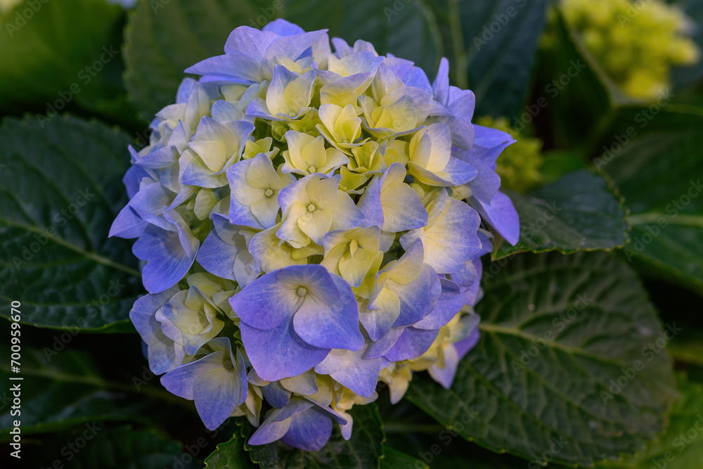 Blooming Hydrangeas flowers in the garden