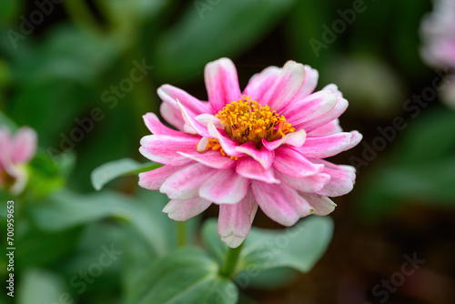 Closeup shot of a pink Zinnia flower growing in Garden.