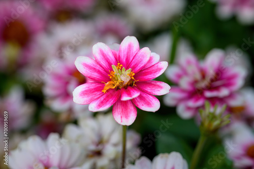 Closeup shot of a pink Zinnia flower growing in Garden.