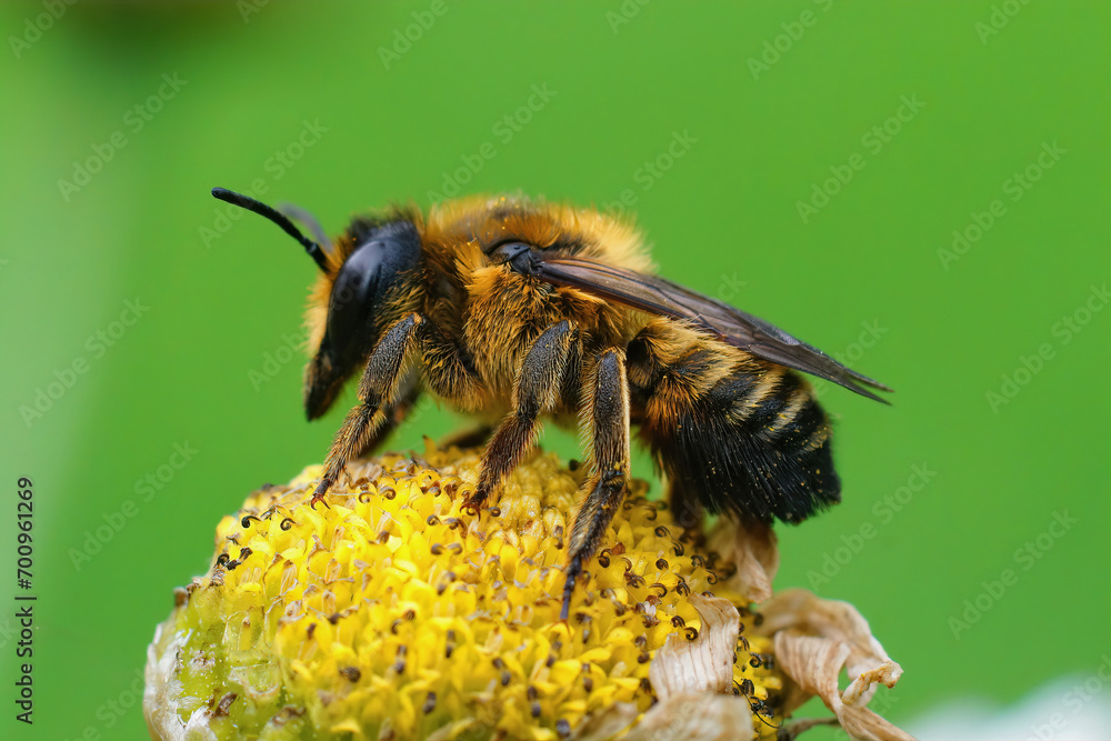 Close up of the female of Willughby's leaf-cutter bee, Megachile willughbiella on yellow Tansy flower Close up of the female of Willughby's leaf-cutter bee, Megachile willughbiella on yellow Tansy flower