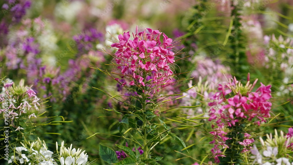 spider flower in the garden. spider flower in the garden.