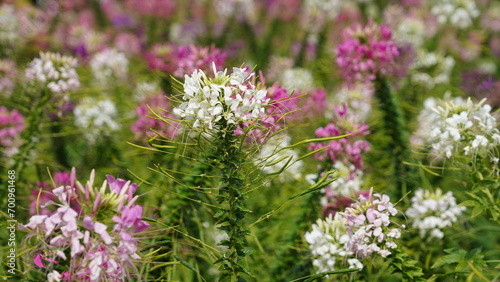 spider flower in the garden.