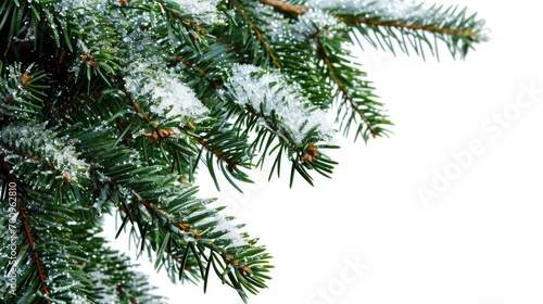 A detailed view of a pine tree covered in snow. This image can be used to depict winter landscapes or the beauty of nature in cold weather