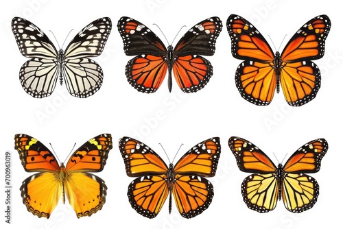 A group of orange and black butterflies. Perfect for nature enthusiasts and insect lovers © Fotograf
