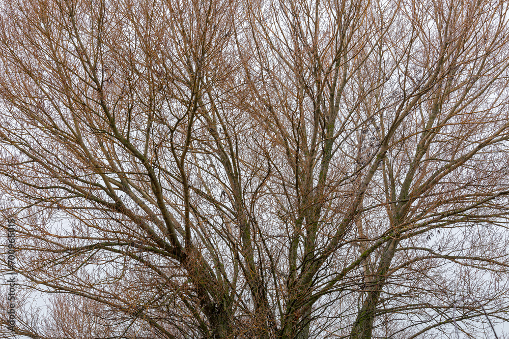 Salix. Trunk and branches of willow in winter without leaves. Tree. Salix. Trunk and branches of willow in winter without leaves. Tree.