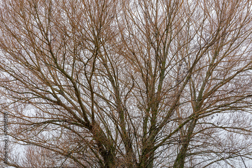Salix. Trunk and branches of willow in winter without leaves. Tree.