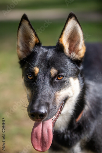 Portrait of a belusky puppy 