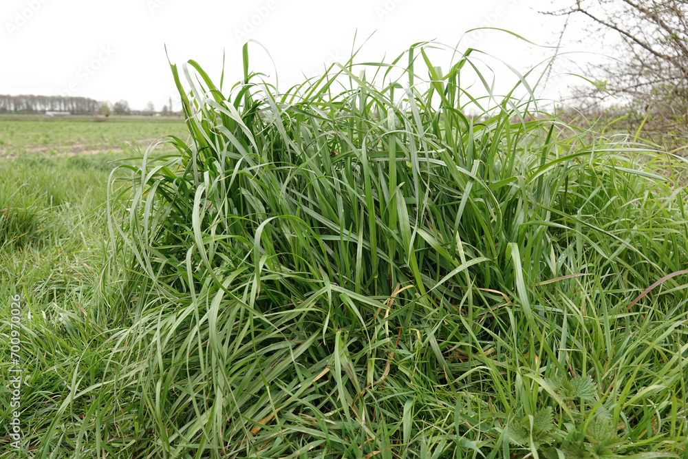 Ταπετσαρία Closeup on fresh Tall Fescue grasses, Schedonorus arundinaceus, in the field