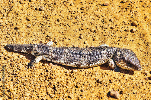 A shingleback or bobtail lizard (tiliqua rugosa), a skink endemic in the dry scrublands of Western Australia
 photo
