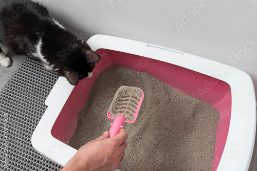 Feline Care Routine: cat owner hand cleaning a cat litter box by scooping litter clumps. Cute domestic cat sitting near the Kitty toilet and playing.