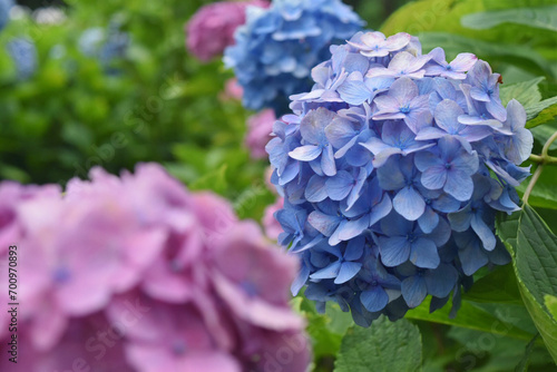 満開に咲いているまん丸の紫陽花