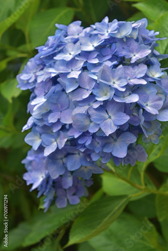 光に反射している青色の紫陽花