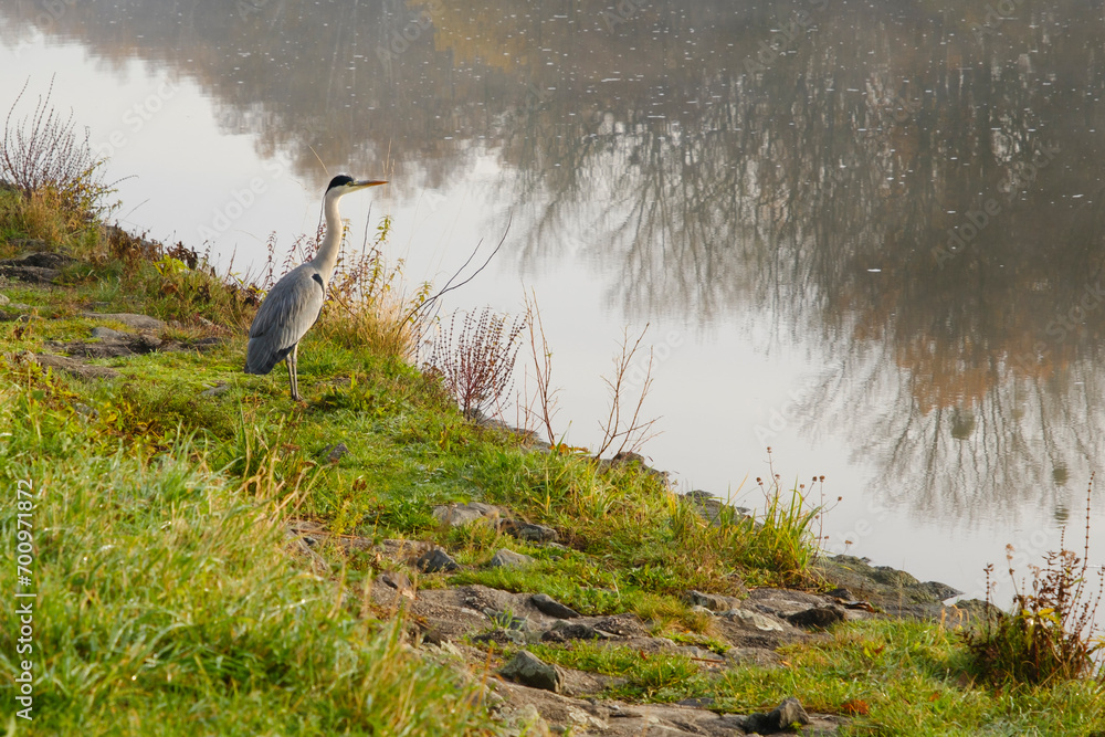 Graureiher steht am Ufer des Datteln-Hamm-Kanal, Nordrhein-Westfalen, Deutschland, Europa