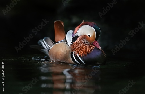 Cute mandarin duck on a dark background