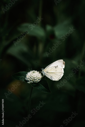 White flower, nature background, close up view, colorful vivid tones, plantsn butterfly photo