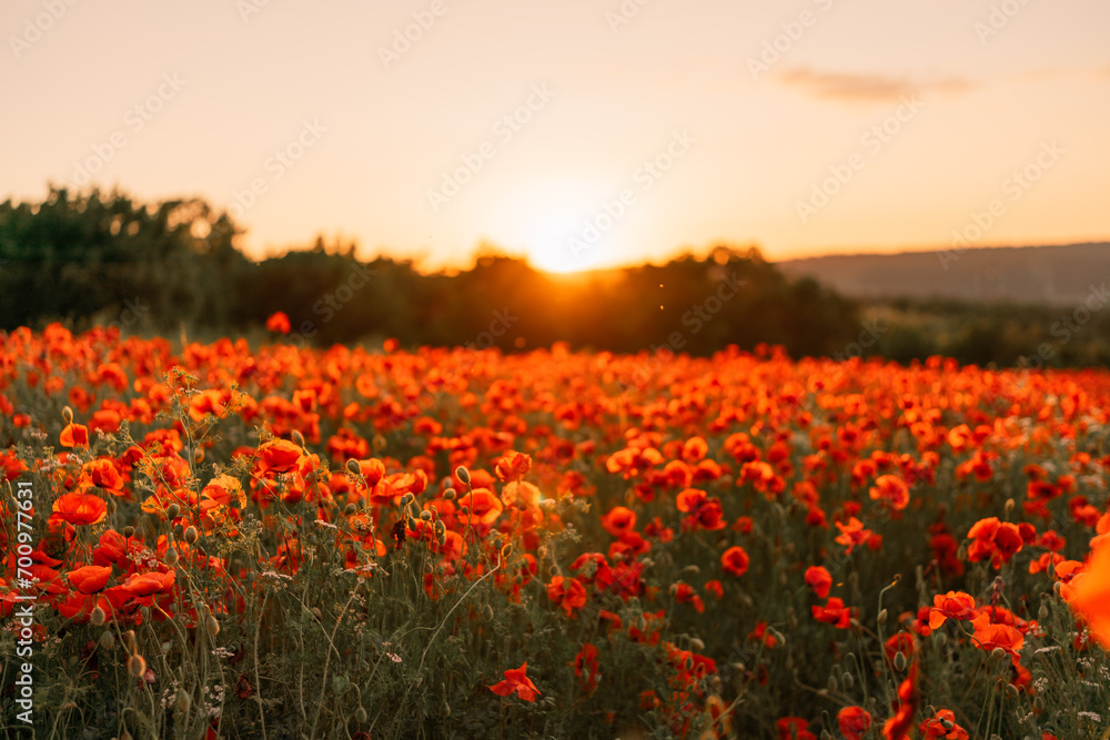 Field poppies sunset light banner. Red poppies flowers bloom in meadow. Concept nature, environment, ecosystem. Field poppies sunset light banner. Red poppies flowers bloom in meadow. Concept nature, environment, ecosystem.