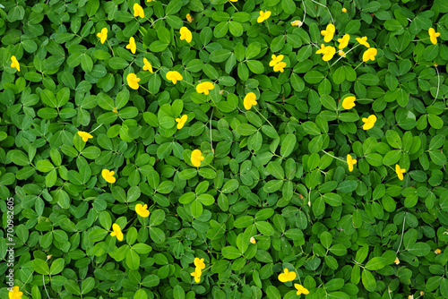 Yellow grass. Green grass background. Arachis pintoi in the garden