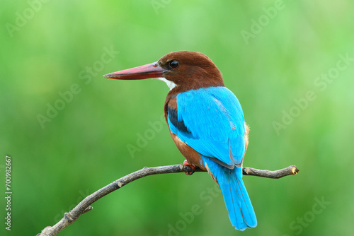 White-throated Kingfisher © BOONCHUAY