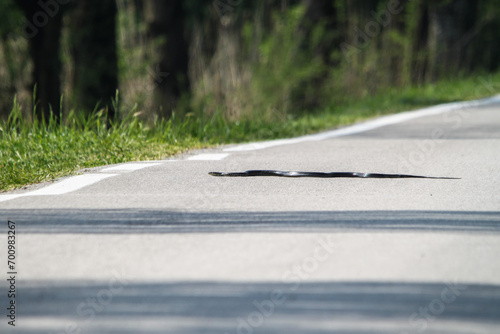 Fototapeta Naklejka Na Ścianę i Meble -  Rat snake (hierophis viridiflavus) crawling quickly crossing a country road - Wildlife road accident risk concept
