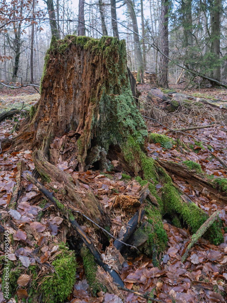 Forst, Mischwald mit altem Holz, nach starken Regenfällen Forst, Mischwald mit altem Holz, nach starken Regenfällen