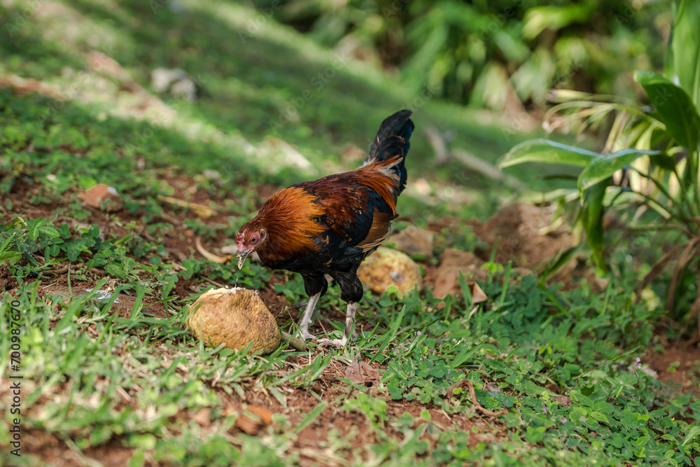 Fototapeta premium The rooster is eating breadfruit. Kaneohe Bay, Heʻeia State Park, Oahu, Hawaii