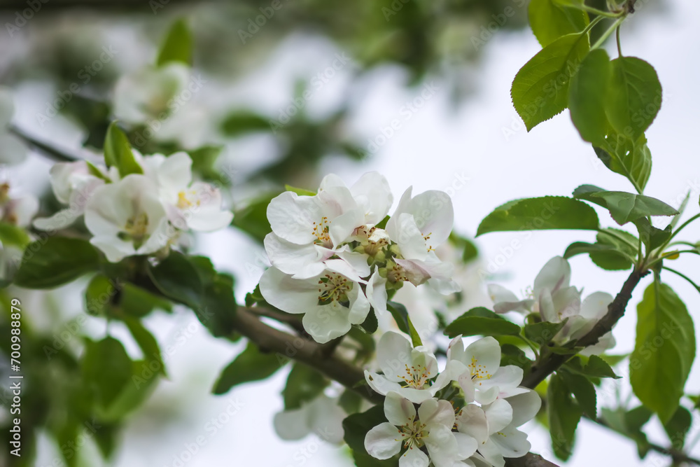 Apple tree blossoms in spring.