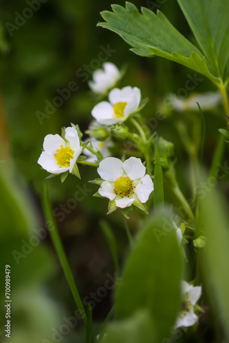 Strawberry flowers in spring season.