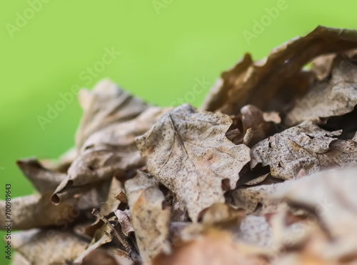 Dry fall leaves on the ground.